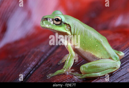 An Australian Green Tree Frog - juvenile - Litoria caerulea - sitting on a red brown palm frond. Stock Photo