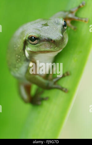 An Australian Green Tree Frog - juvenile - Litoria caerulea - sitting on a long broad green leaf. Stock Photo