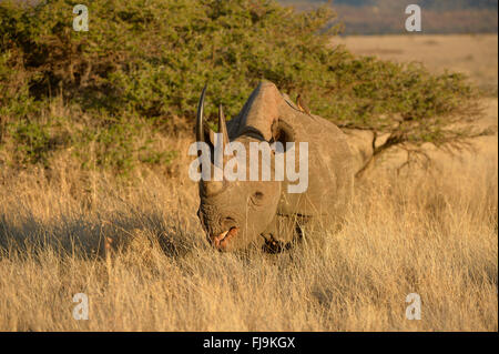 Black Rhinoceros (Diceros bicornis) foraging in dry grassland, Lewa Wildlife Conservancy, Kenya, October Stock Photo