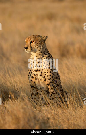 Cheetah (Acinonyx jubatus) adult sat up in long dry grass, looking for prey, Lewa Wildlife Conservancy, Kenya, October Stock Photo