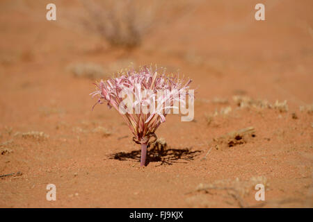 Pygama Lily (Crinum macowanii) flowering in sandy desert environment, Shaba National Reserve, Kenya, October Stock Photo