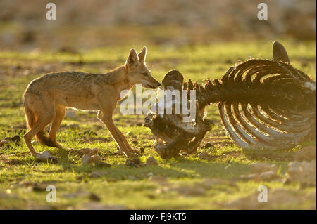 Golden Jackal (Canis aureus) adult feeding on carcass, Shaba National Reserve, Kenya, October Stock Photo