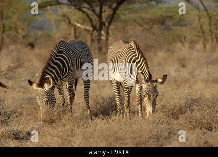 Grevy's Zebra (Equus grevyi) two grazing together in dry scubland, Shaba National Reserve, Kenya, October Stock Photo