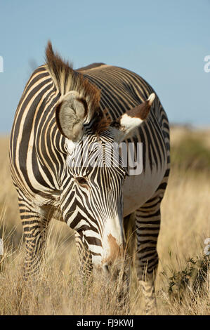 Grevy's Zebra (Equus grevyi) adult grazing, Lewa Wildlife Conservancy, Kenya, October Stock Photo