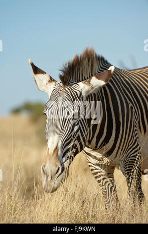 Grevy's Zebra (Equus grevyi) adult grazing, Lewa Wildlife Conservancy, Kenya, October Stock Photo