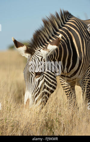 Grevy's Zebra (Equus grevyi) adult grazing, Lewa Wildlife Conservancy, Kenya, October Stock Photo