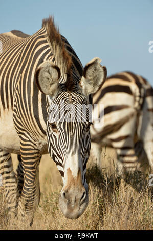 Grevy's Zebra (Equus grevyi) adult grazing, Lewa Wildlife Conservancy, Kenya, October Stock Photo