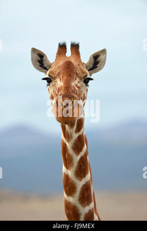 Reticulated Giraffe (Giraffa camelopardalis reticulata) close-up of head and neck, Shaba National Reserve, Kenya, October