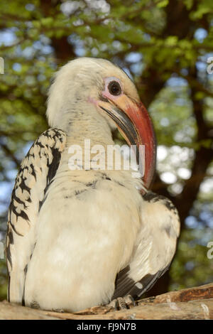 Northern Red-billed Hornbill (Tockus erythrorhynchus) adult male close-up, Shaba National Reserve, Kenya, October Stock Photo