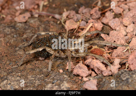 African Wolf Spider (Lycosidae) adult carrying young on back, Lewa Wildlife Conservancy, Kenya, October Stock Photo