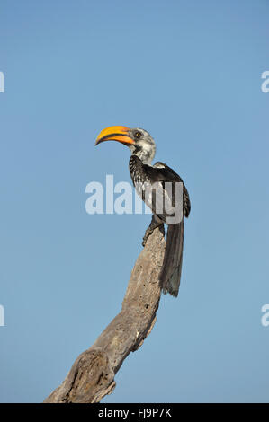 Northern Yellow-billed Hornbill (Tockus flavirostris) adult perched on dead branch, Shaba National Reserve, Kenya, October Stock Photo