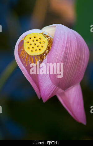 Pink lotus flower Nelumbo nucifera with petals falling off in Anderson Gardens, Townsville, Australia Stock Photo