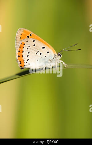 large copper butterfly,lycaena dispar Stock Photo