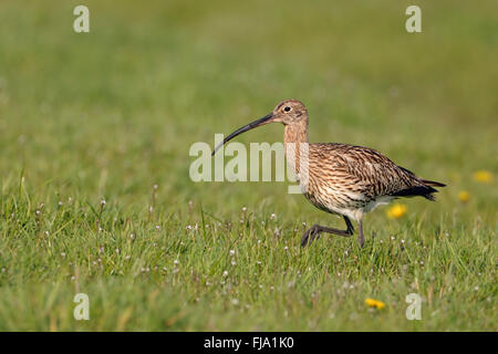 Eurasian Curlew ( Numenius arquata ) walks through an extensive meadow, searching for food, wildlife, Netherlands. Stock Photo