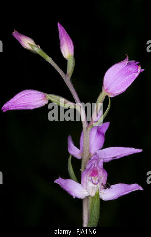 Endangered,very rare Red Helleborine,Cephalanthera rubra,Southern Great Britain,and now heavily protected due to vandalism Stock Photo
