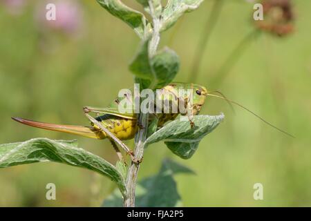 Balkan mountain cricket (Psorodonotus fieberi) in an alpine flower meadow at 1600m, Sutjeska Park, Bosnia and Herzegovina, July. Stock Photo