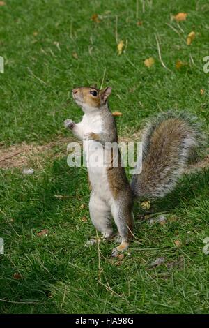 Grey squirrel (Sciurus carolinensis) standing upright on two legs on a lawn in St.James's Park, waiting to be fed by tourists. Stock Photo