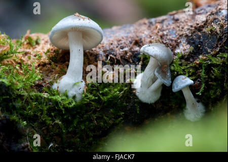 ANISEED FUNNEL,CLITOCYBE ODORA FRUITING BODY OF FUNGI Stock Photo