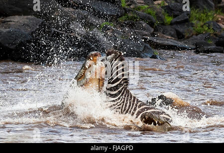 Nile crocodile (Crocodylus niloticus) taking on adult zebra Masai Mara National Reserve Kenya Africa Stock Photo