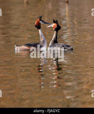 Pair of Great Crested Grebes courting. River Thames, West Molesey, Surrey, England.