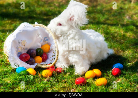 Cute white fluffy angora bunny rabbit sitting on grass, straw with basket of colorful easter eggs Stock Photo