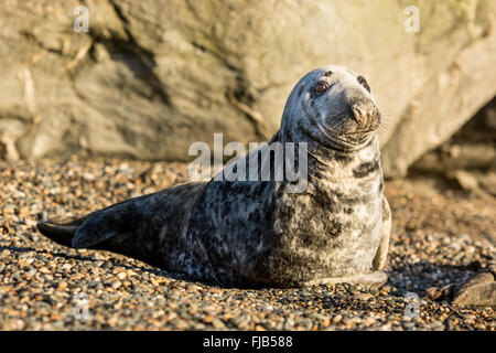 Grey Seal (Halichoerus grypus) hauled out on a pebble beach on the east coast of Ireland Stock Photo