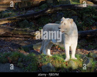 White lion standing in the sun Stock Photo
