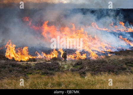 Gamekeeper Heather Burning in the North Pennines County Durham UK Stock Photo