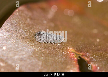 Mosquito egg raft on water lilly leaf. Stock Photo