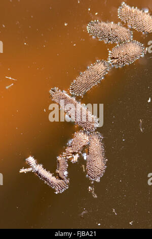 Mosquito egg rafts floating on water surface. Stock Photo