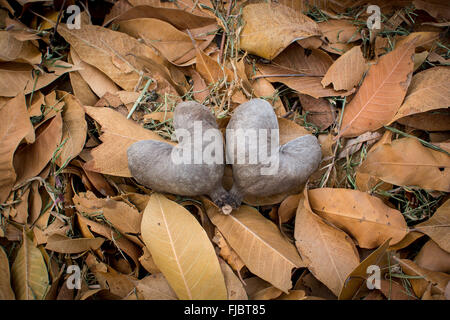 Two fruit shell heart shape on Leaf pile in the garden Stock Photo