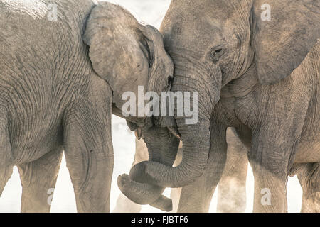 Two elephants tussle Stock Photo