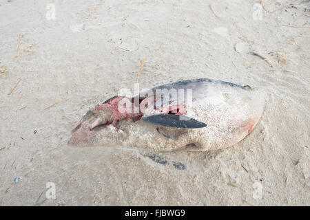 Dead harbor porpoise (Phocoena phocoena) washed ashore on the beach, stranded, Langeoog, East Frisia, Lower Saxony, Germany Stock Photo