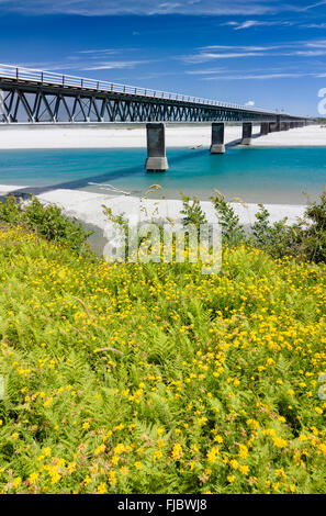 Haast River Bridge, longest single lane bridge in New Zealand, in front fern with bird's-foot trefoil (Lotus corniculatus) Stock Photo