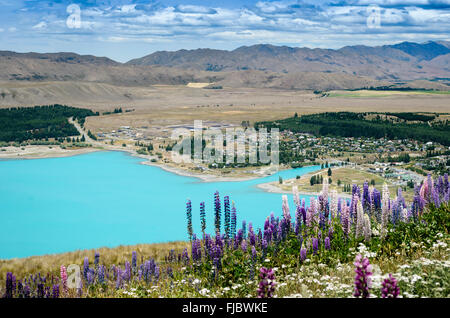 Lupines (Lupinus) in front of turquoise Lake Tekapo, Tekapo, Twizel, Canterbury Region, South Island, New Zealand Stock Photo