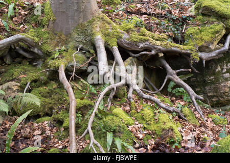 Exposed roots of a beech tree (Fagus sylvatica). A large deciduous tree showing roots, growing on a slope in a British woodland Stock Photo