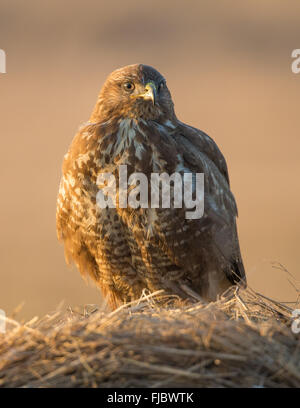 Common Buzzard (Buteo buteo) perching on a hay bale Stock Photo