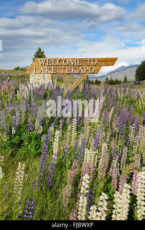 Welcome sign, welcome to Lake Tekapo, standing surrounded by lupines (Lupinus), Lake Tekapo, South Island, New Zealand Stock Photo