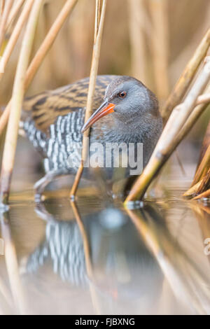 Water Rail (Rallus aquaticus) wading through reeds, reflected in shallow water Stock Photo