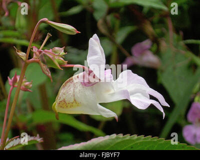 Flower and explosive seed pods of the invasive weed, Himalayan balsam, Impatiens glandulifera, growing in a marsh with a background of leaves. Stock Photo