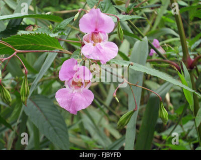 Flowers and explosive seed pods of the invasive weed, Himalayan balsam, Impatiens glandulifera, growing in a marsh with a background of leaves.