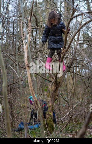 Young girl climbing tree in wood. A young child climbs a tree in woodland, whilst her sister sits on the ground below Stock Photo