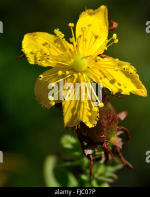 Perforate St. John's-wort (Hypericum perforatum). A yellow flower of a plant in the family Hypericaceae, growing in a meadow Stock Photo
