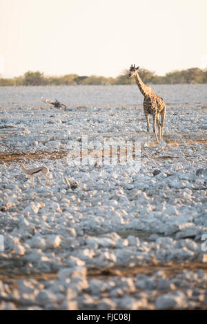 Giraffe in Etosha National Park. Stock Photo