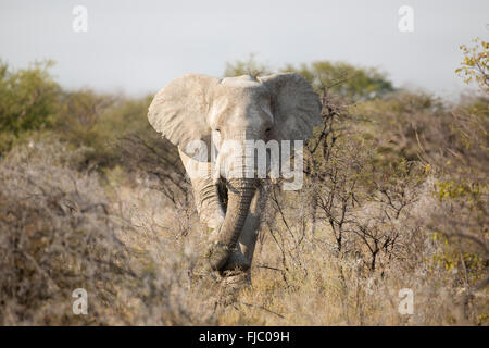 Bulle Elephant in Bush Stock Photo