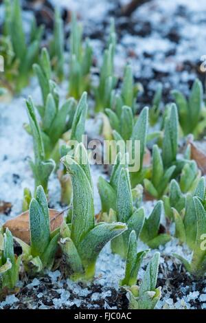 Shoots of day lily - Hemerocallis, emeging through frosty ground Stock Photo
