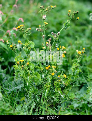 Prickly sow-thistle (Sonchus asper). Prickly plant in the daisy family (Asteraceae), with yellow flower and prickly leaves Stock Photo