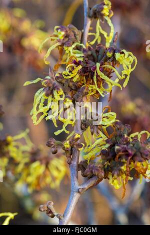 Hamamelis × intermedia 'Pallida' Witch hazel 'Pallida' Stock Photo