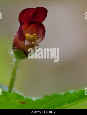 Common figwort (Scrophularia nodosa). Close up of red flower of plant in the family Scrophulariaceae, aka woodland figwort Stock Photo