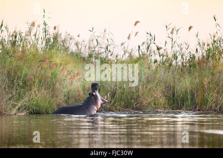 Hippo yawning Stock Photo